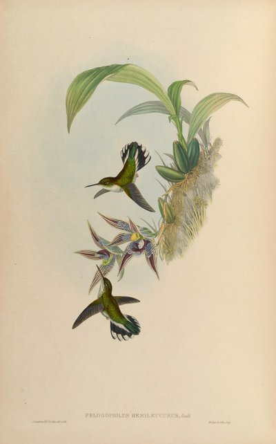 Phlogophilus hemileucurus på Paphinia cristata (orkidé) af John Gould